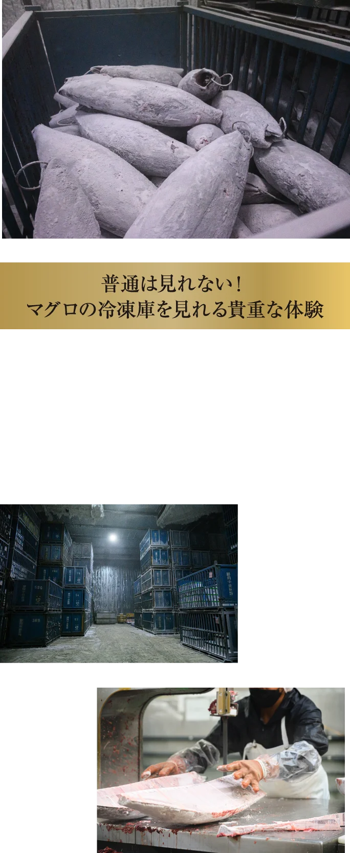 普通は見れない！マグロの冷凍庫を見れる貴重な体験。有限会社静岡中央魚類の冷凍庫で水揚げされた冷凍マグロを見学します。日本一の冷凍マグロ水揚げ量を誇る清水港で、食卓に欠かせない“マグロ”の秘密に迫ります！